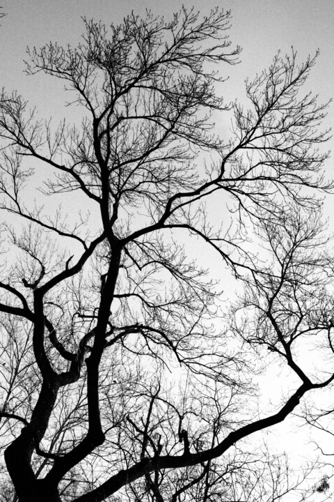 tree XLI Photography