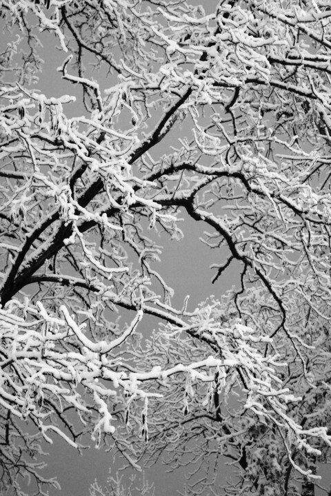 tree composition Photography