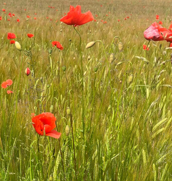 Photography titled "Mohnblumen" by Raphaela Esther Serini, Original Artwork, Digital Photography