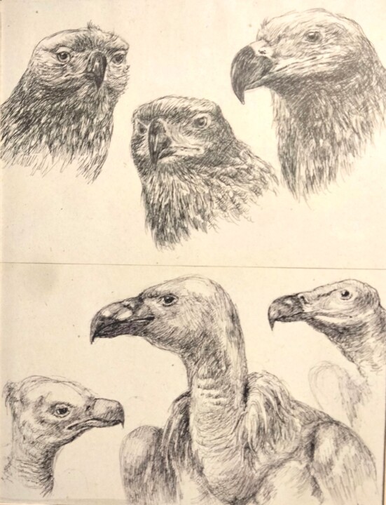 Muséum7 图画, 15.8x11.8 in