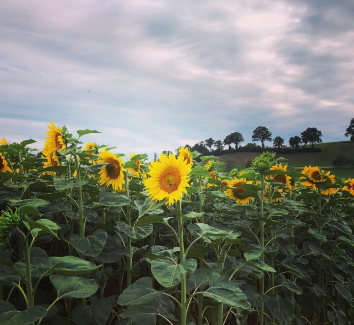 Photography titled "Sonnenblumen" by Raphaela Esther Serini, Original Artwork, Digital Photography