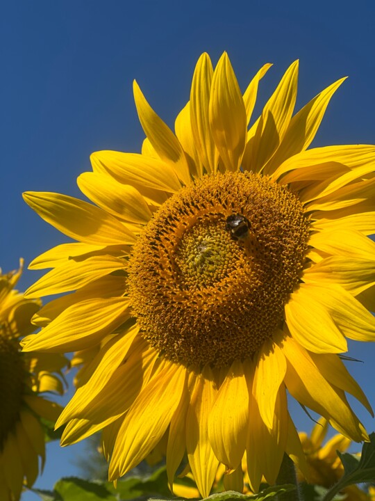Photography titled "Sonnenblume mit Bie…" by Raphaela Esther Serini, Original Artwork, Digital Photography