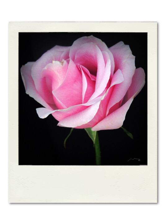 Polaroid Serie N5 数字艺术