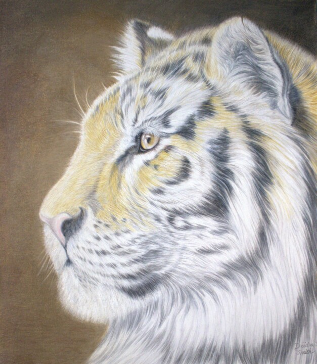 Tiger in the Sun 图画, 13x12 in
