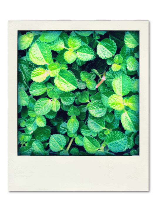 Polaroid Serie N25 数字艺术