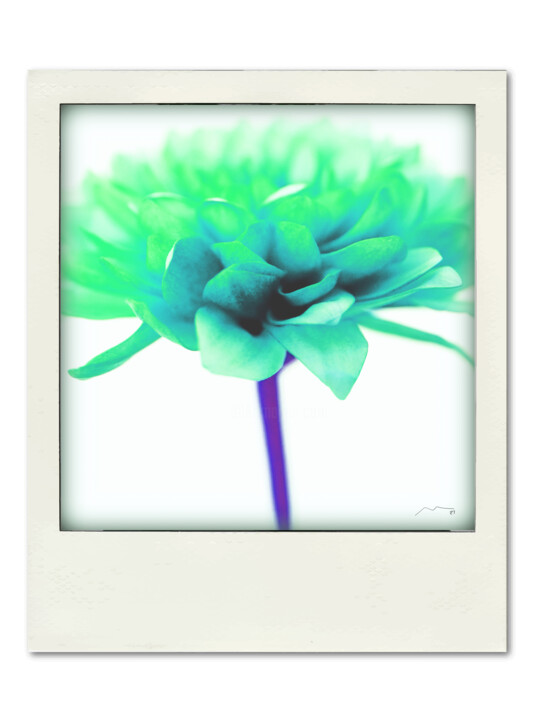 Polaroid Serie N14 数字艺术