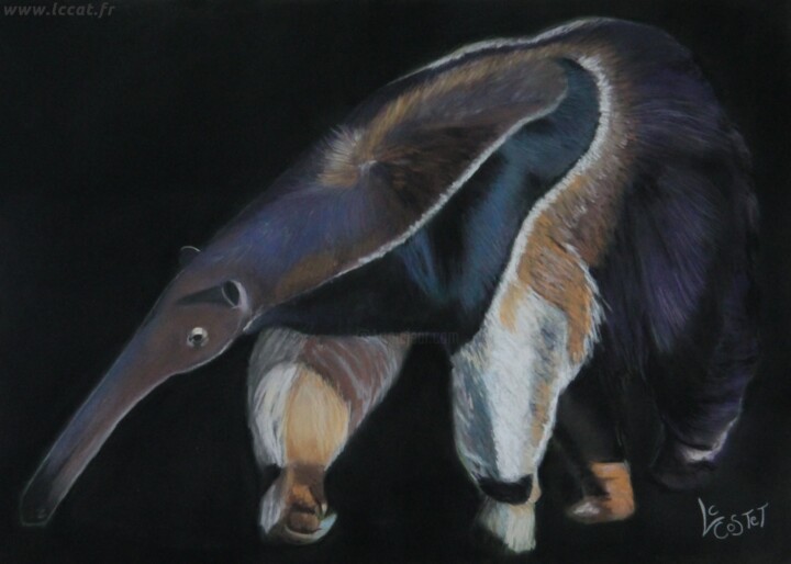 Peinture intitulée "Le Tamanoir" par Catherine Costet (Lccat), Œuvre d'art originale, Pastel