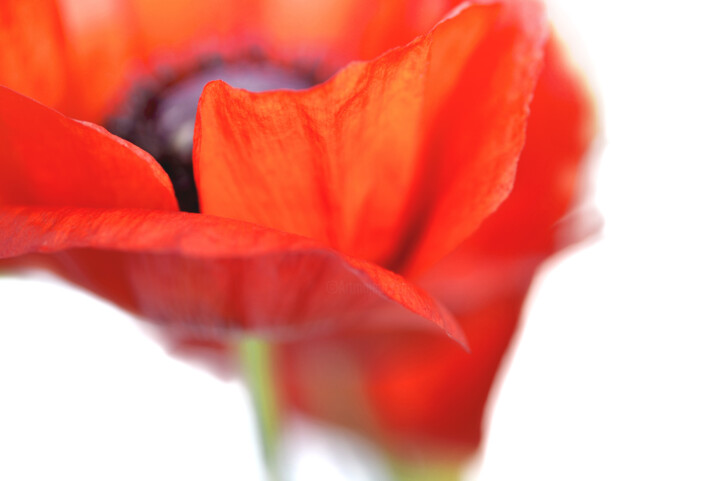 Flowerissimo_14854 摄影