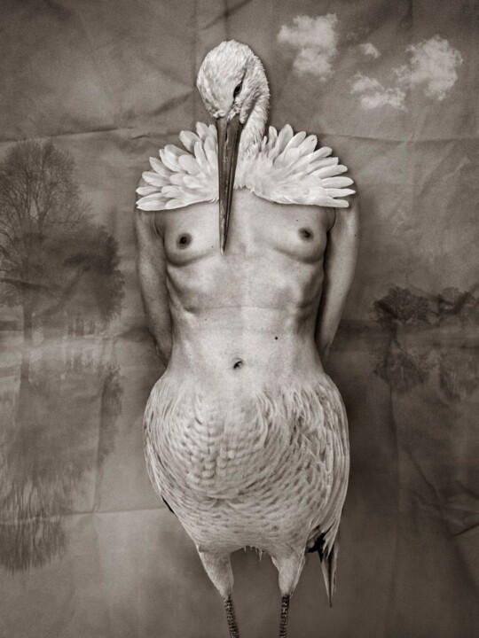 Grue 摄影, 23.6x17.7 in