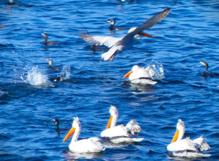 PELICANS 摄影