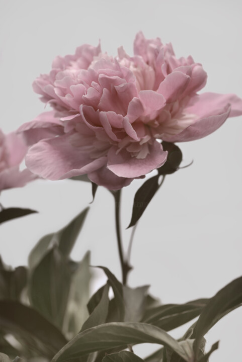 Flowerissimo_16197 Fotografie