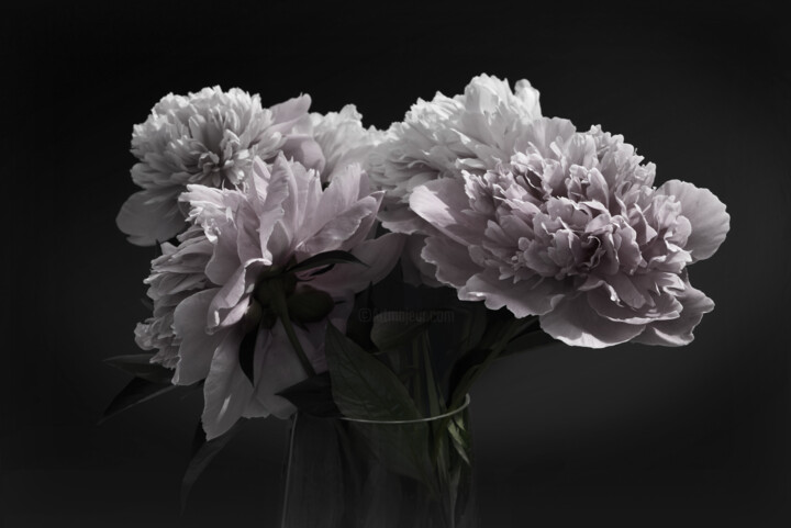 Flowerissimo_19680 Fotografia