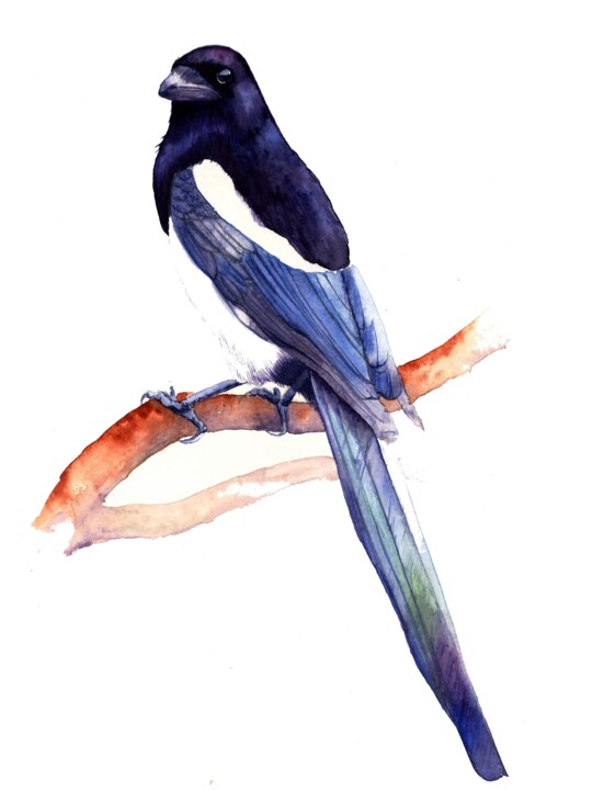 Magpie sitting on a branch in the rays of the sun 绘画, 12.2x9.5 in