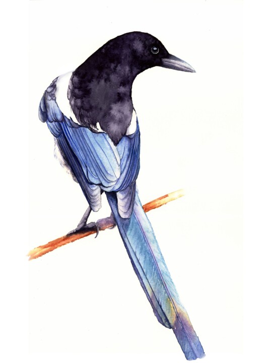 BIRD MAGPIE SITTING ON A BRANCH 绘画, 12.2x9.5 in