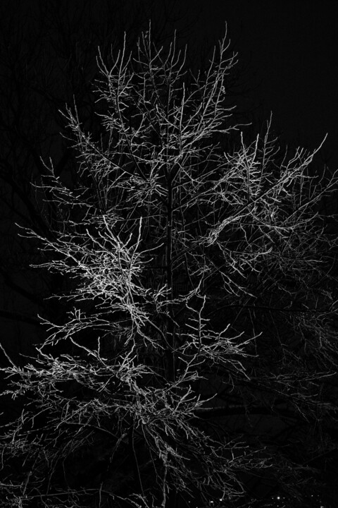 tree XLVIII Photography