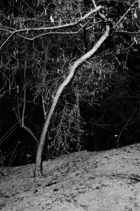 park composition XXIV 摄影