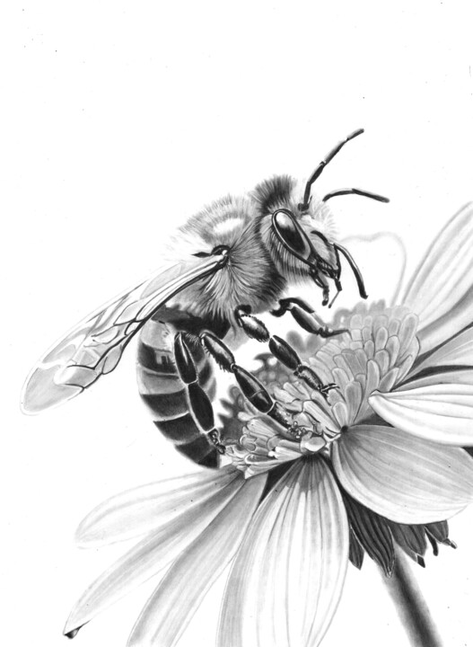 图画 标题为“Bee in Pencil 3” 由Paul Stowe, 原创艺术品, 铅笔