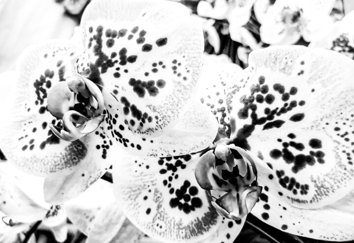 he Alien Orchid's Winter Dream-2.2-Limited Edition. 摄影, 18x24 in