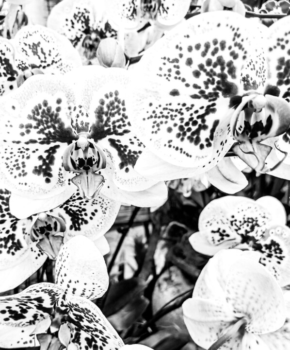 The Alien Orchid's Winter Dream-3.2-Limited Edition Photography, 24x18 in