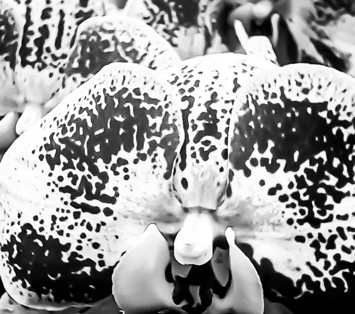 The Smiling Orchid Queen-1-Limited Edition. Fotografia, 12x12 in