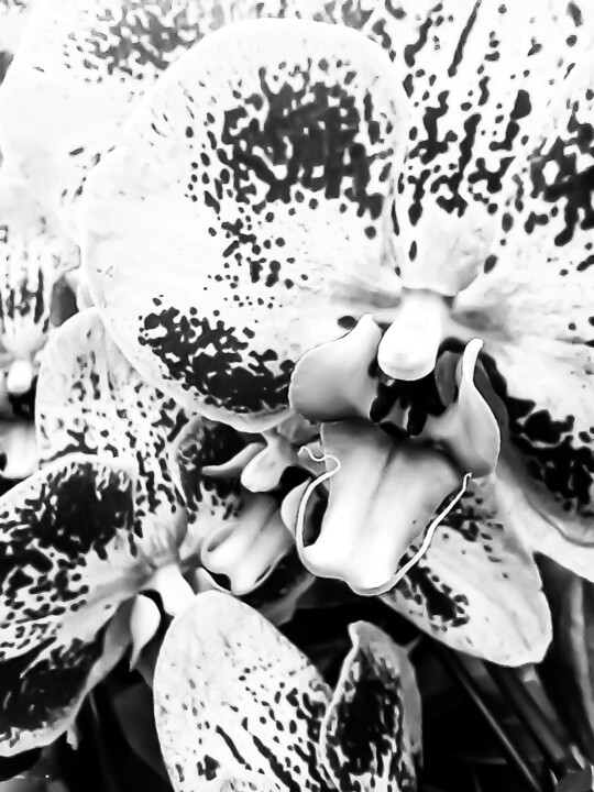 Fotografia,  18x12 in 