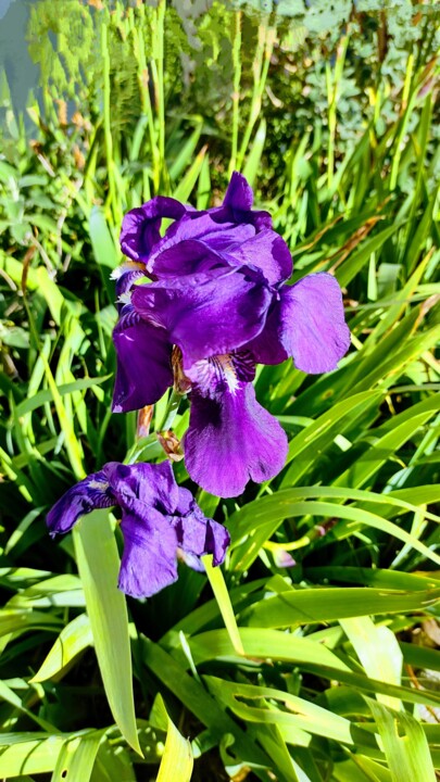 Photographie intitulée "L'iris violet" par Emma Laflute, Œuvre d'art originale, Photographie non manipulée