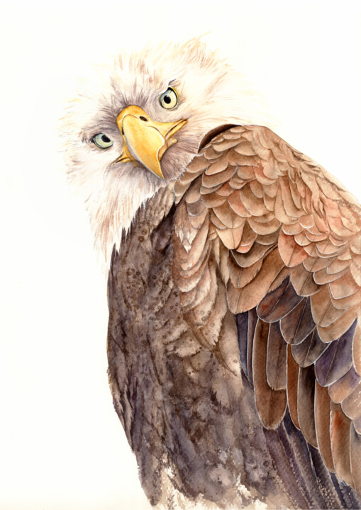 Eagle, hawk, falcon wild birds of prey 绘画, 17.3x12.2 in
