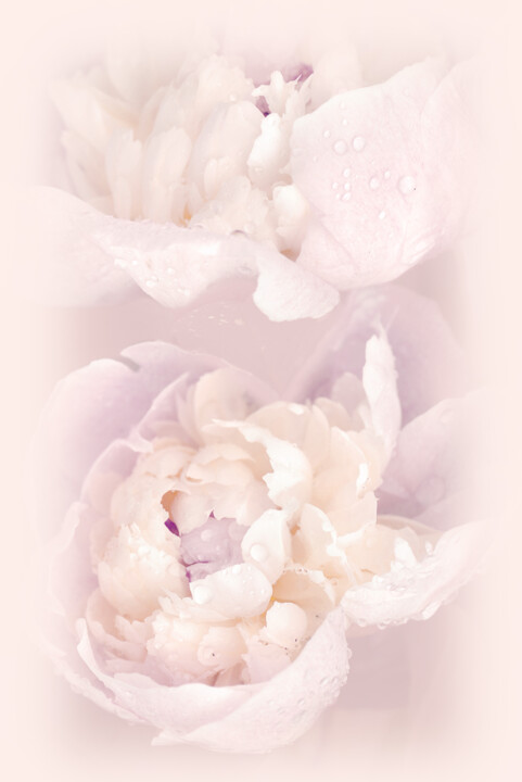 Flowerissimo_17387 摄影