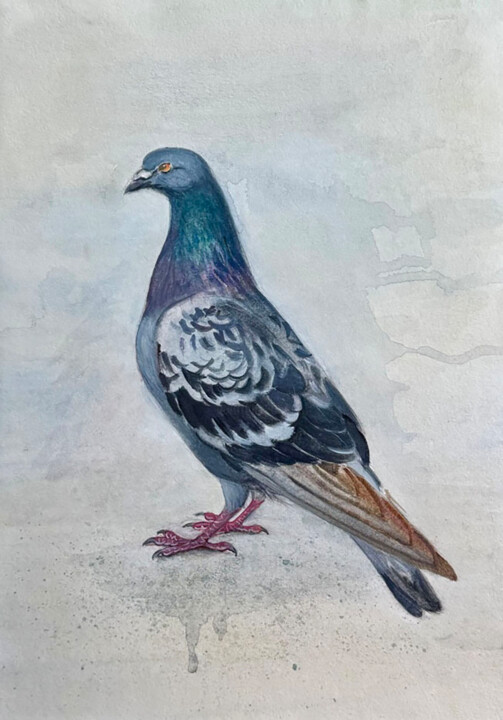pigeon Pintura, 15,6x11,5 in