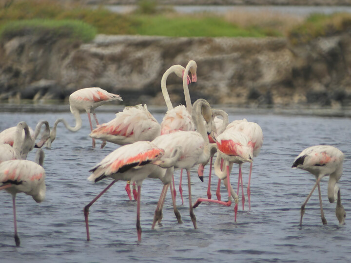 Elégance sauvage : ballet de flamants roses 摄影
