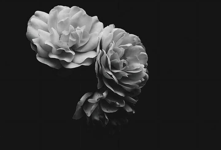 Photographie intitulée "Blanche." par Dave English, Œuvre d'art originale, Photographie numérique