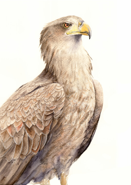 EAGLE, WILD BIRD, BROWN SHADES 绘画, 17.3x12.2 in