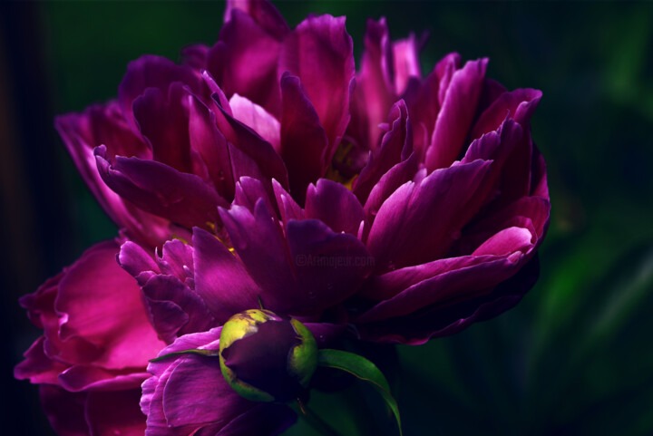 Flowerissimo_10399 Fotografie