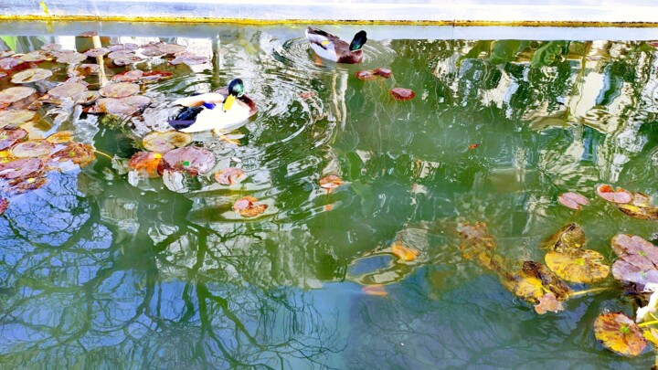 Reflets et canards sur l'eau 摄影, 18.5x33.1 in