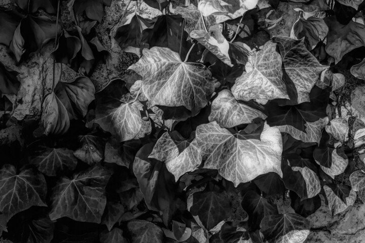 Photography titled "Leaves" by Dave English, Original Artwork, Digital Photography
