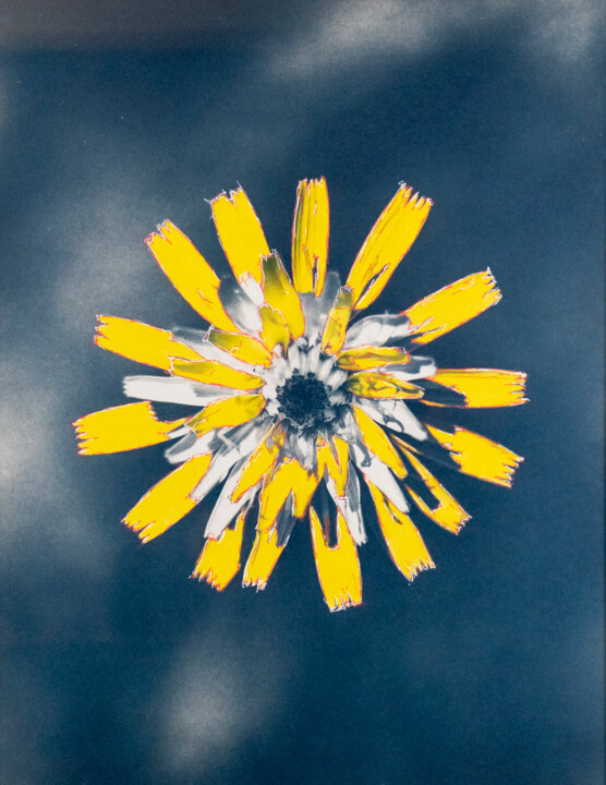 Flower Power 摄影, 25.6x19.7 in