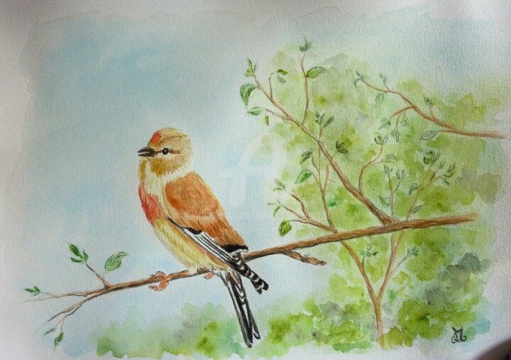 Linote mélodieuse 绘画, 8.3x11.4 in