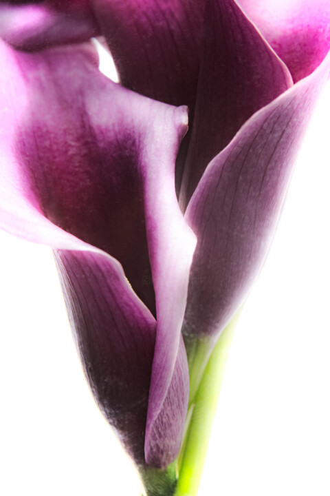 "Sens" Fotografie, 29,5x19,7 in