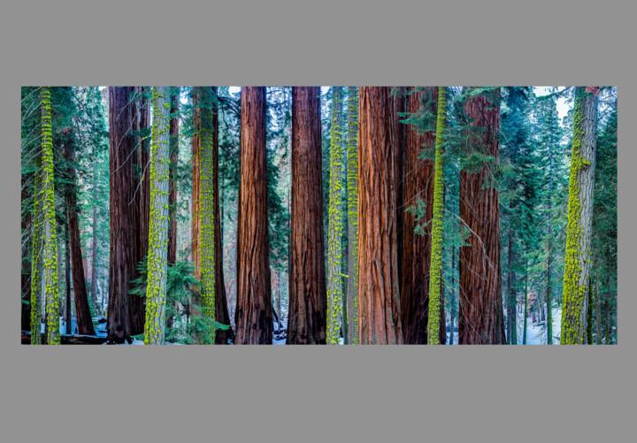 Millenium Forest 8/10 摄影, 30.7x70.9 in