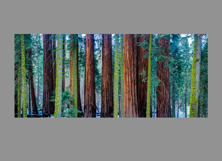 摄影,  24x55.1 in 