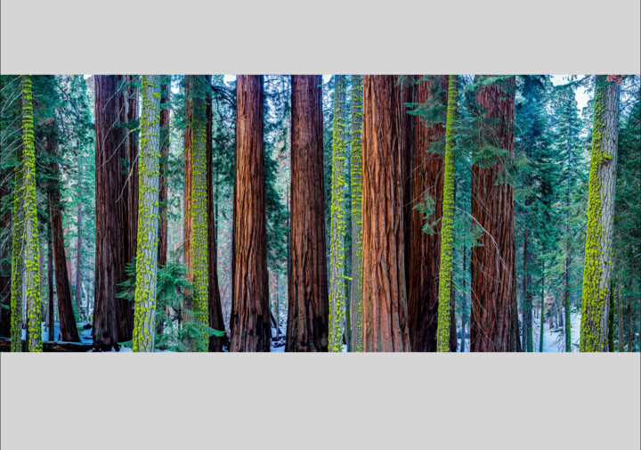 Millenium Forest 4/10 Fotoğraf, 27,2x63 in