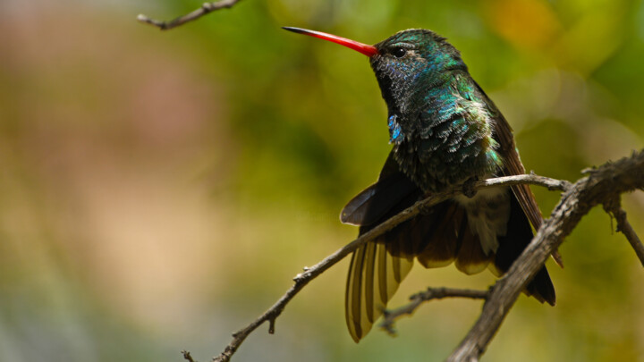 Colibri 摄影, 22.1x39.4 in