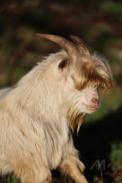 Wild goat resembling a teenager with its hair 摄影