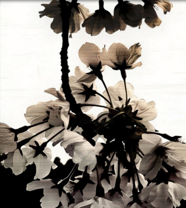 cherry blossoms Fotoğraf