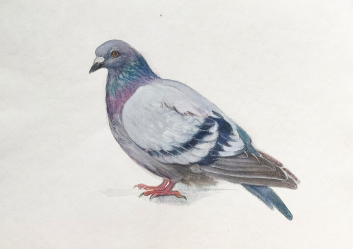 pigeon 2 绘画, 7.9x11.8 in