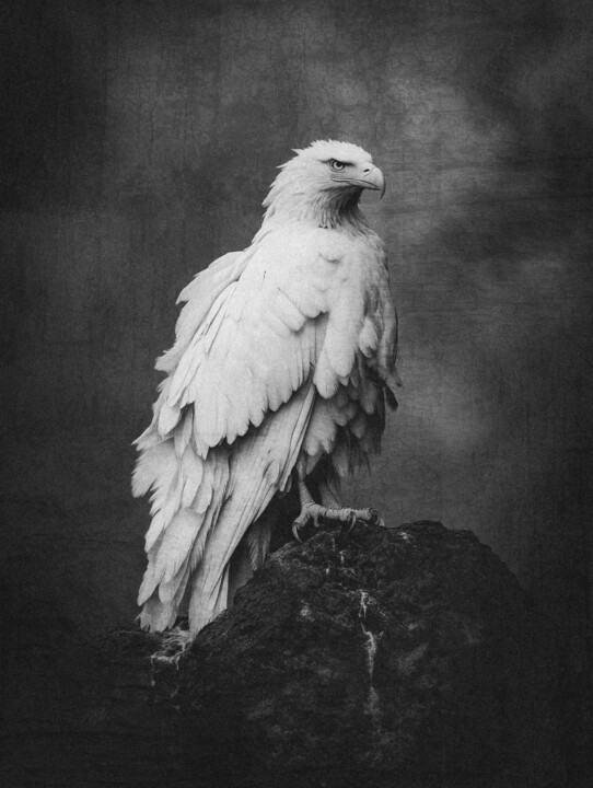 Majestic Avian Portraits Fotografia, 31,5x23,6 in