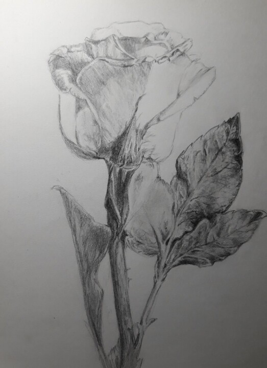 Белая роза Tekening, 11,7x8,3 in