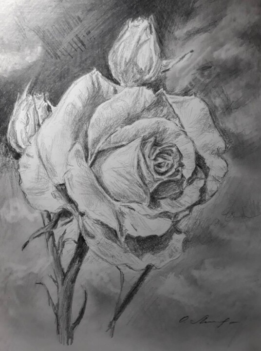 Белая роза с бутонами Drawing, 11.7x8.3 in