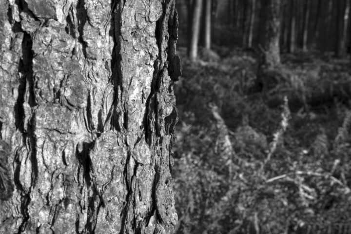Fotografia,  11,8x17,7 in 