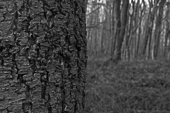Portraits d'arbre II #5194B 摄影, 11.8x17.7 in